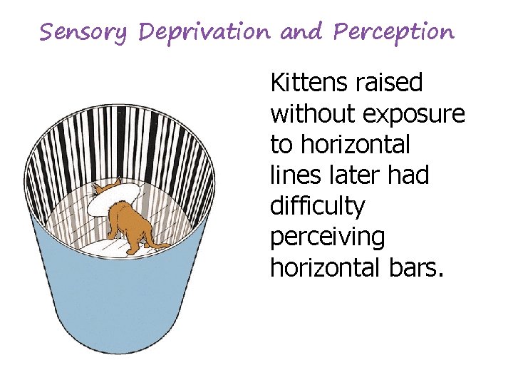 Sensory Deprivation and Perception Kittens raised without exposure to horizontal lines later had difficulty