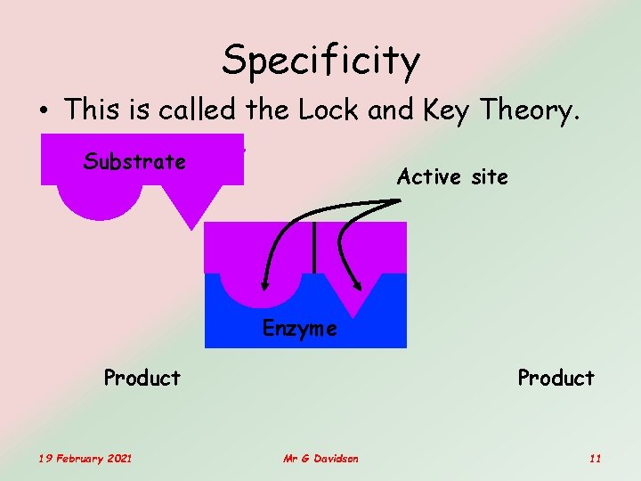 Specificity • This is called the Lock and Key Theory. Substrate Active site Enzyme Specificity • This is called the Lock and Key Theory. Substrate Active site Enzyme