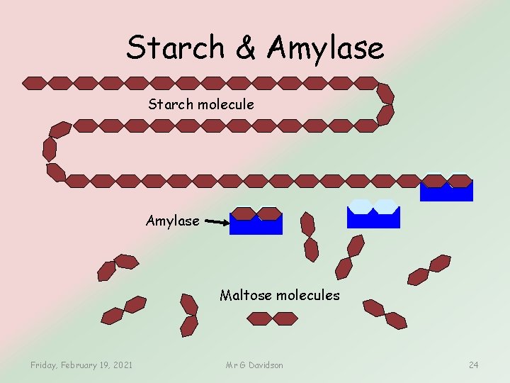 Starch & Amylase Starch molecule Amylase Maltose molecules Friday, February 19, 2021 Mr G Starch & Amylase Starch molecule Amylase Maltose molecules Friday, February 19, 2021 Mr G