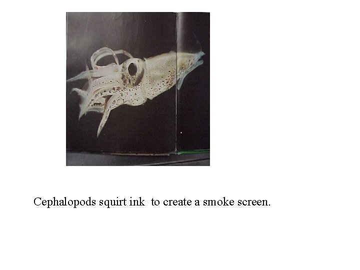 Cephalopods squirt ink to create a smoke screen. 