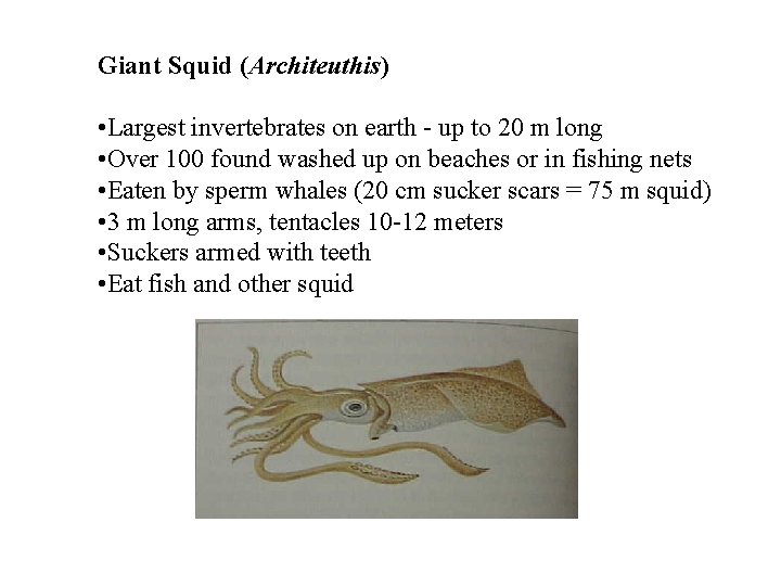 Giant Squid (Architeuthis) • Largest invertebrates on earth - up to 20 m long