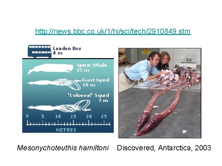 http: //news. bbc. co. uk/1/hi/sci/tech/2910849. stm Mesonychoteuthis hamiltoni Discovered, Antarctica, 2003 