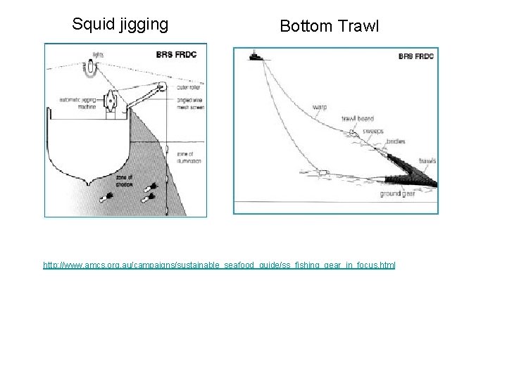 Squid jigging Bottom Trawl http: //www. amcs. org. au/campaigns/sustainable_seafood_guide/ss_fishing_gear_in_focus. html 