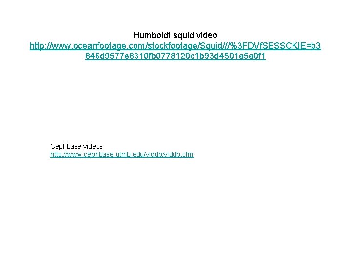Humboldt squid video http: //www. oceanfootage. com/stockfootage/Squid///%3 FDVf. SESSCKIE=b 3 846 d 9577 e