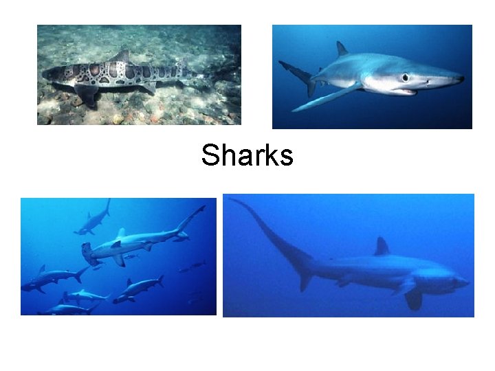 Sharks 