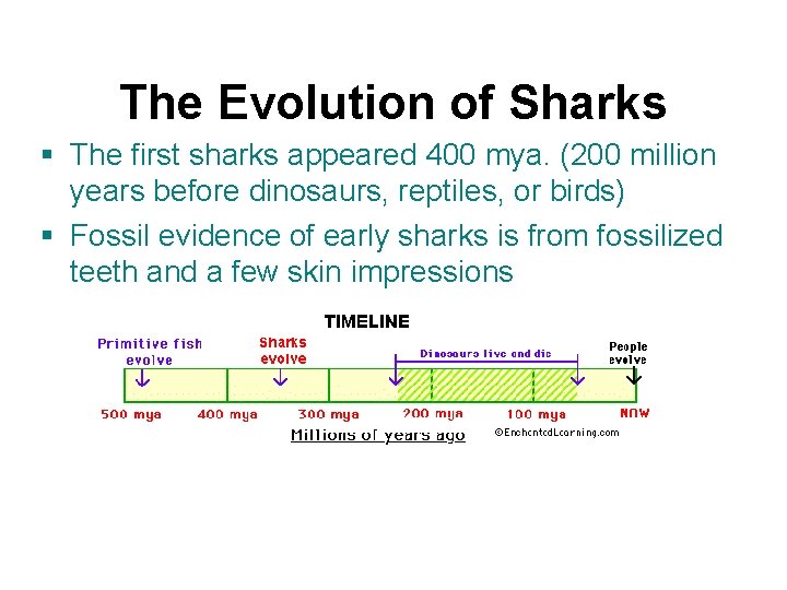 The Evolution of Sharks § The first sharks appeared 400 mya. (200 million years