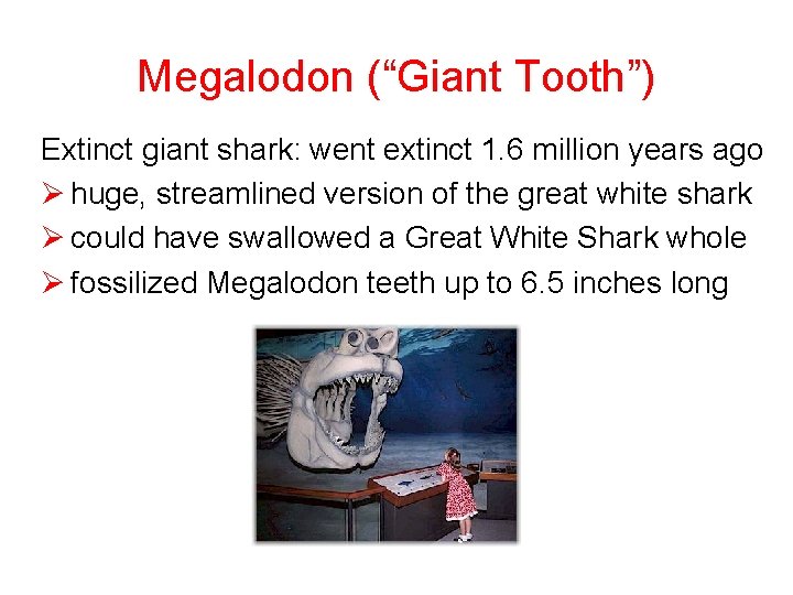 Megalodon (“Giant Tooth”) Extinct giant shark: went extinct 1. 6 million years ago Ø