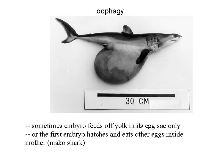 oophagy -- sometimes embyro feeds off yolk in its egg sac only -- or