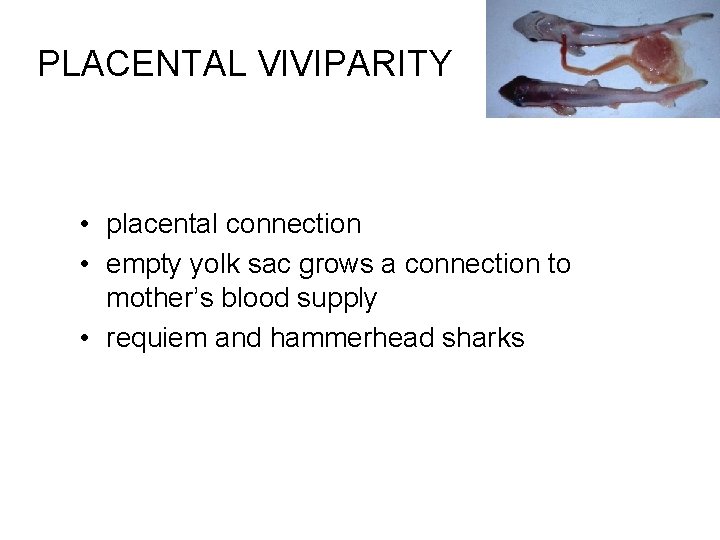PLACENTAL Vl. VIPARITY • placental connection • empty yolk sac grows a connection to
