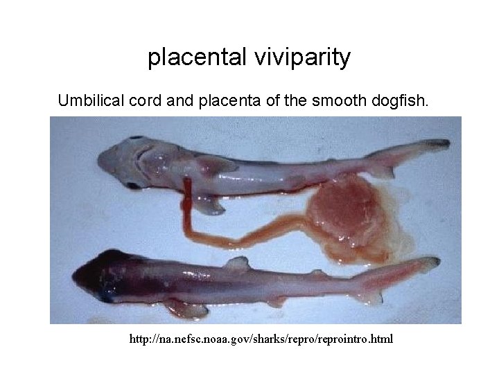 placental viviparity Umbilical cord and placenta of the smooth dogfish. http: //na. nefsc. noaa.