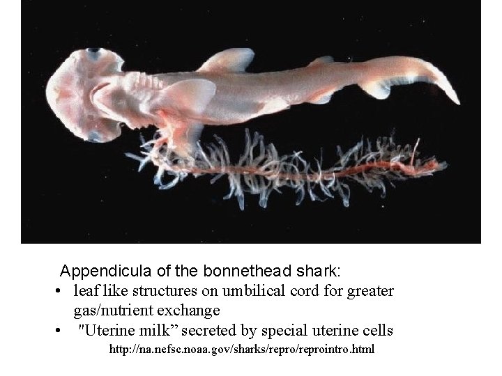 Appendicula of the bonnethead shark: • leaf like structures on umbilical cord for greater