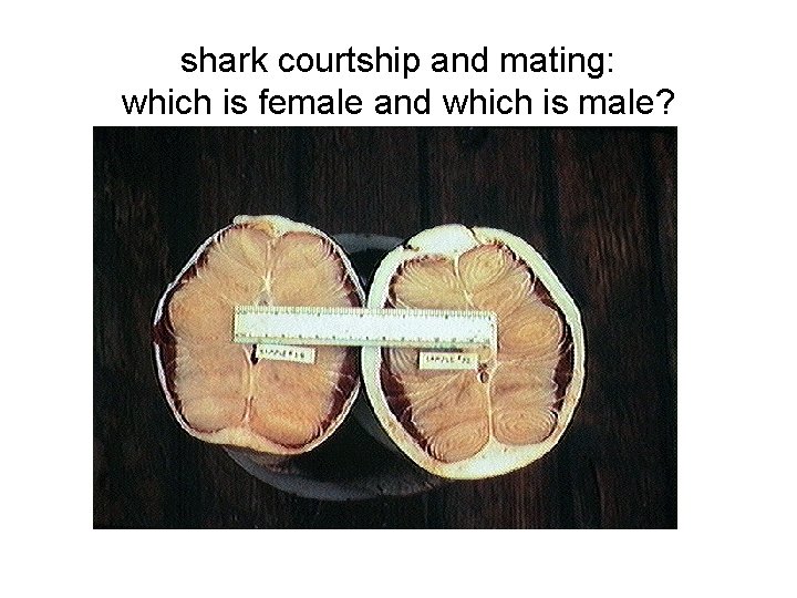 shark courtship and mating: which is female and which is male? 