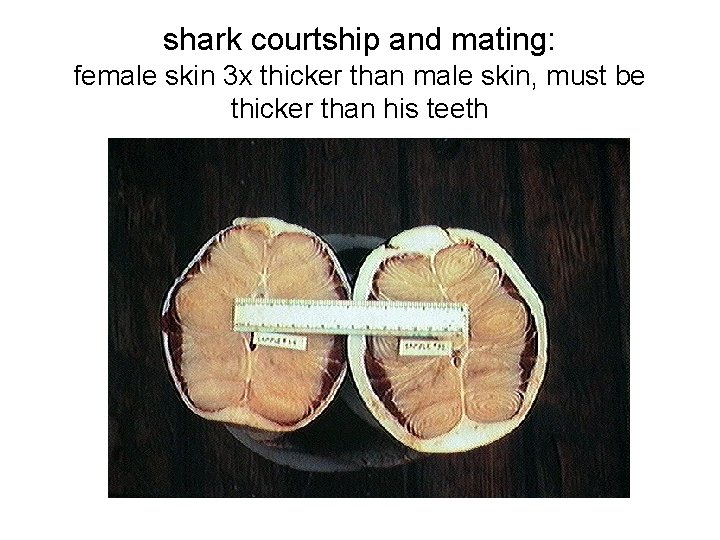 shark courtship and mating: female skin 3 x thicker than male skin, must be