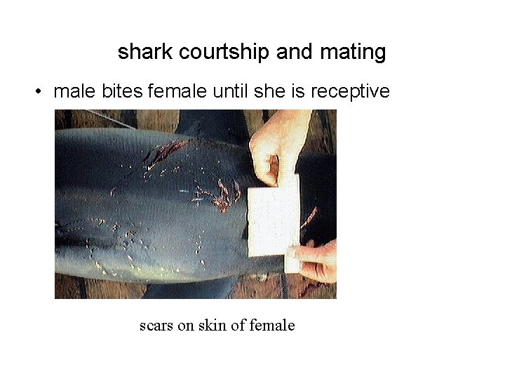 shark courtship and mating • male bites female until she is receptive scars on