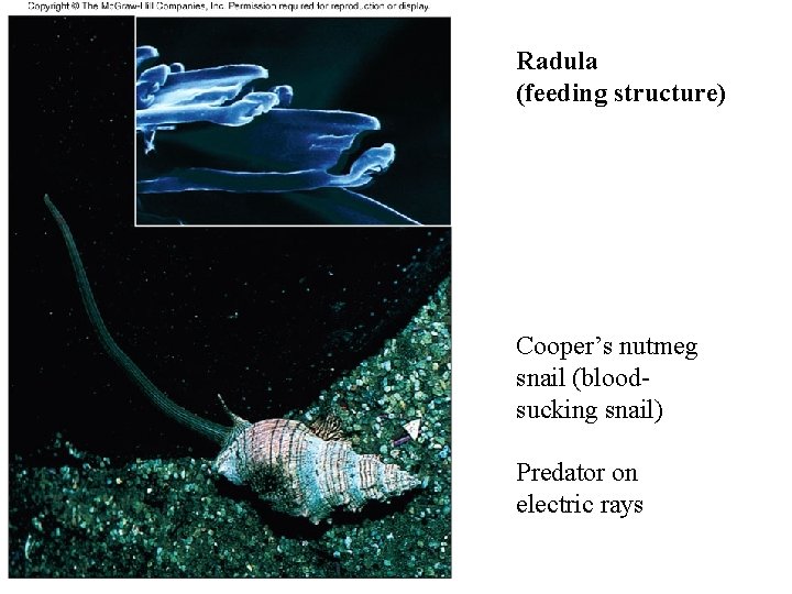 Radula (feeding structure) Cooper’s nutmeg snail (bloodsucking snail) Predator on electric rays 