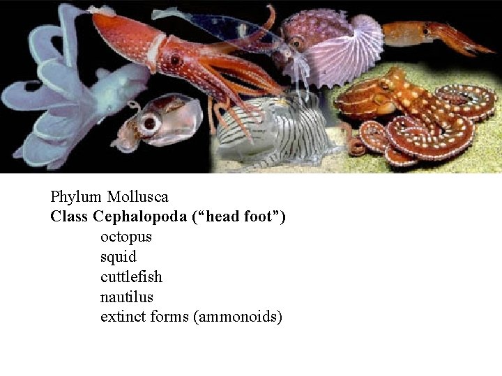 Phylum Mollusca Class Cephalopoda (“head foot”) octopus squid cuttlefish nautilus extinct forms (ammonoids) 