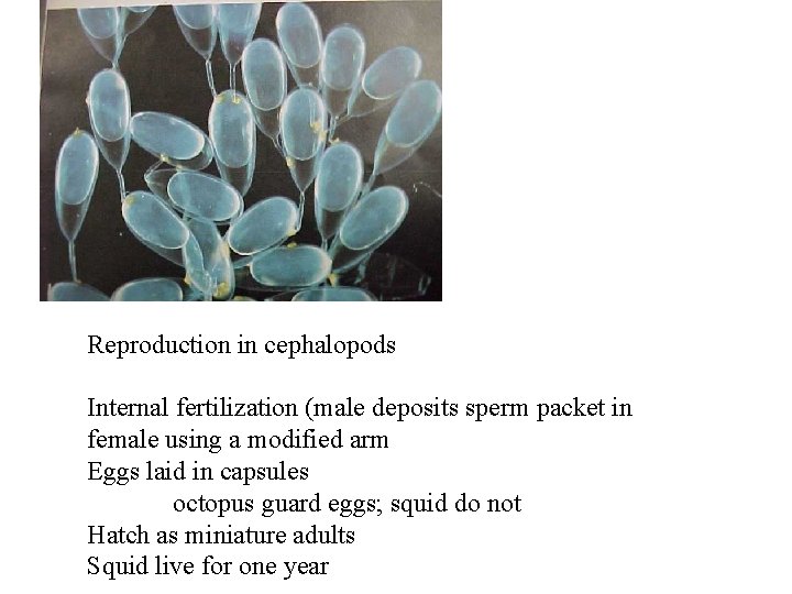 Reproduction in cephalopods Internal fertilization (male deposits sperm packet in female using a modified