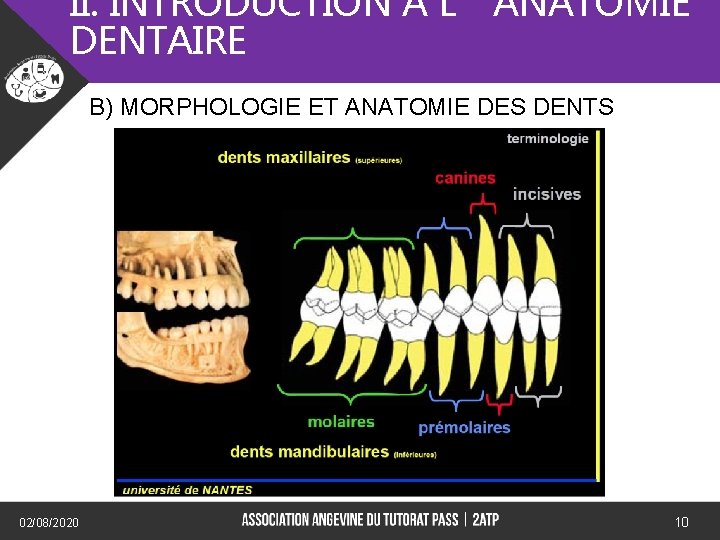 II. INTRODUCTION A L’ANATOMIE DENTAIRE B) MORPHOLOGIE ET ANATOMIE DES DENTS) 02/08/2020 10 