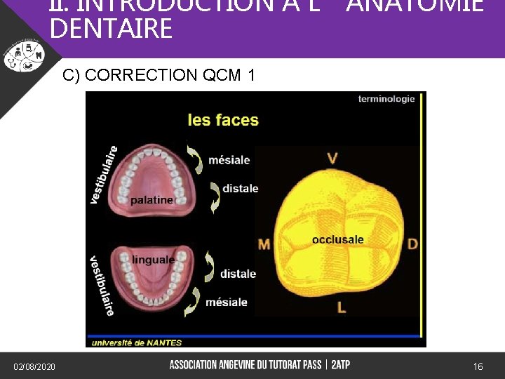 II. INTRODUCTION A L’ANATOMIE DENTAIRE C) CORRECTION QCM 1 02/08/2020 16 