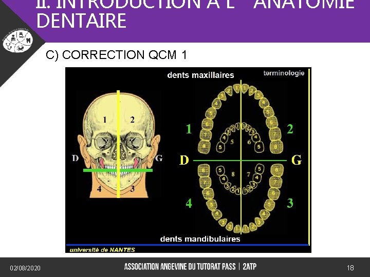II. INTRODUCTION A L’ANATOMIE DENTAIRE C) CORRECTION QCM 1) 02/08/2020 18 