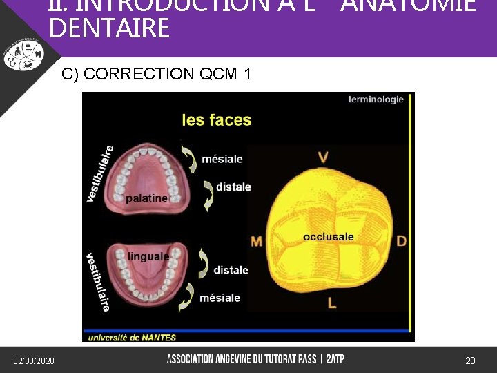 II. INTRODUCTION A L’ANATOMIE DENTAIRE C) CORRECTION QCM 1 02/08/2020 20 