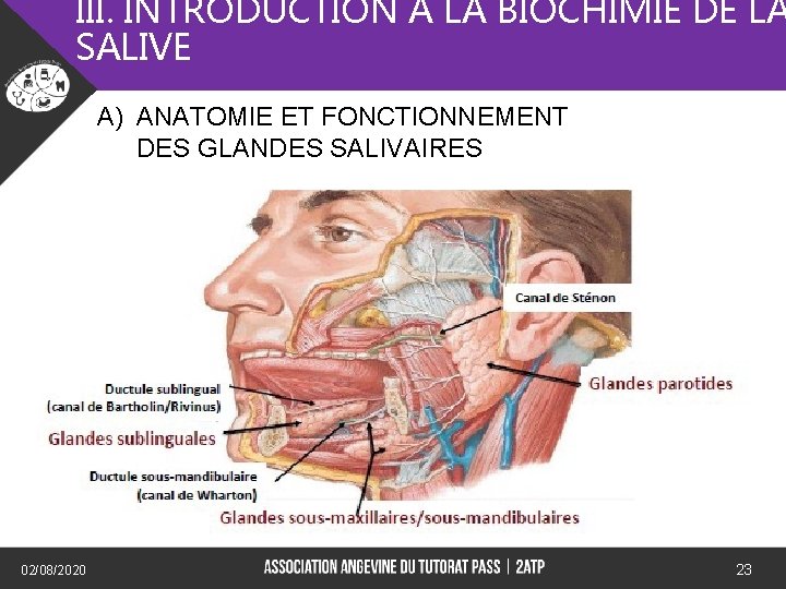 III. INTRODUCTION A LA BIOCHIMIE DE LA SALIVE A) ANATOMIE ET FONCTIONNEMENT DES GLANDES