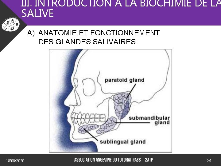 III. INTRODUCTION A LA BIOCHIMIE DE LA SALIVE A) ANATOMIE ET FONCTIONNEMENT DES GLANDES