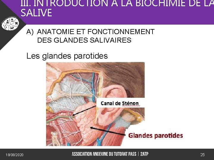 III. INTRODUCTION A LA BIOCHIMIE DE LA SALIVE A) ANATOMIE ET FONCTIONNEMENT DES GLANDES
