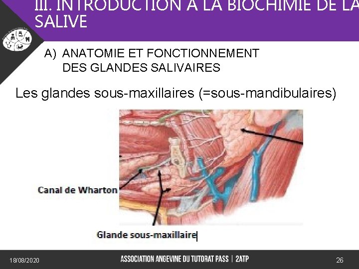 III. INTRODUCTION A LA BIOCHIMIE DE LA SALIVE A) ANATOMIE ET FONCTIONNEMENT DES GLANDES