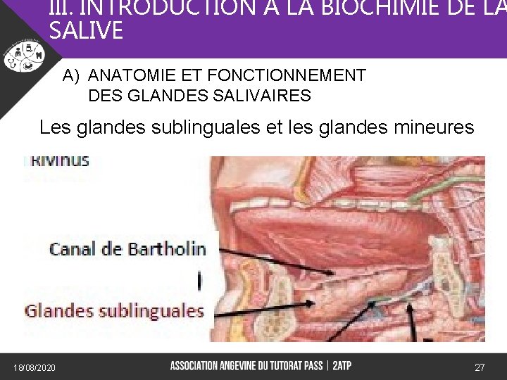 III. INTRODUCTION A LA BIOCHIMIE DE LA SALIVE A) ANATOMIE ET FONCTIONNEMENT DES GLANDES