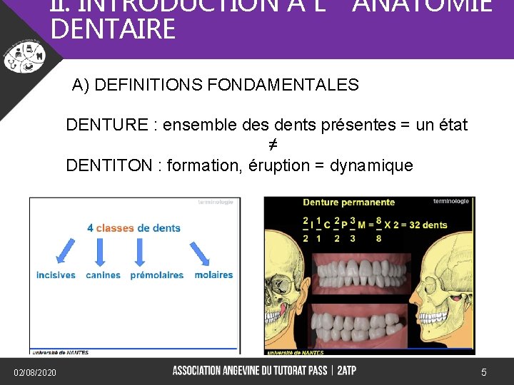II. INTRODUCTION A L’ANATOMIE DENTAIRE A) DEFINITIONS FONDAMENTALES) DENTURE : ensemble des dents présentes