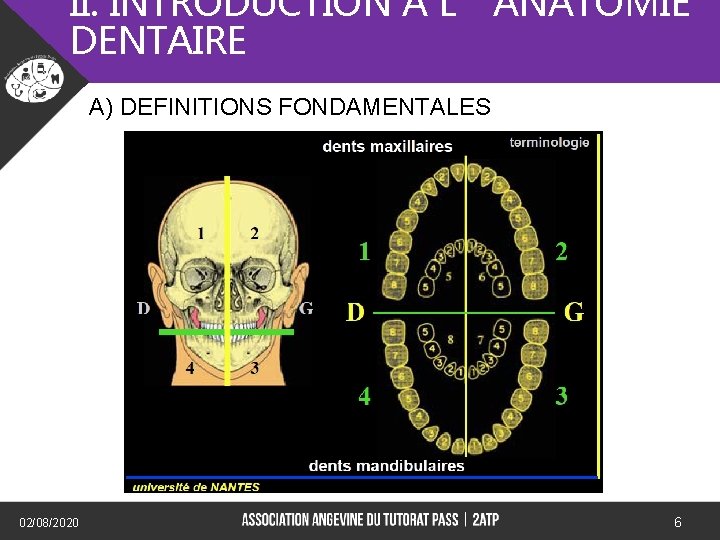 II. INTRODUCTION A L’ANATOMIE DENTAIRE A) DEFINITIONS FONDAMENTALES) 02/08/2020 6 