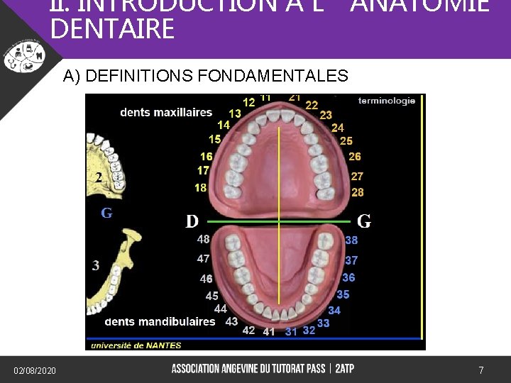 II. INTRODUCTION A L’ANATOMIE DENTAIRE A) DEFINITIONS FONDAMENTALES) 02/08/2020 7 