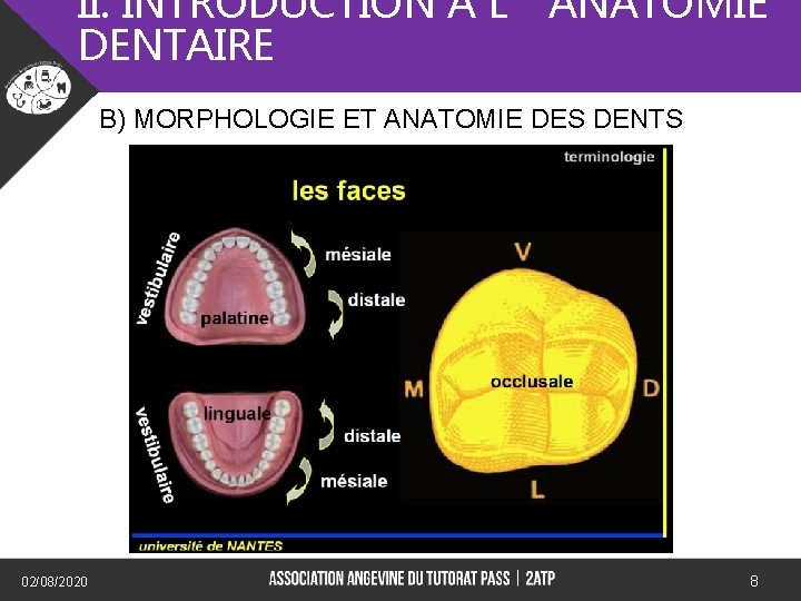II. INTRODUCTION A L’ANATOMIE DENTAIRE B) MORPHOLOGIE ET ANATOMIE DES DENTS 02/08/2020 8 