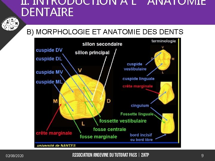 II. INTRODUCTION A L’ANATOMIE DENTAIRE B) MORPHOLOGIE ET ANATOMIE DES DENTS) 02/08/2020 9 