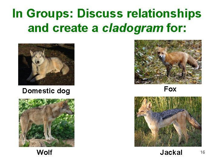 In Groups: Discuss relationships and create a cladogram for: Domestic dog Fox Wolf Jackal