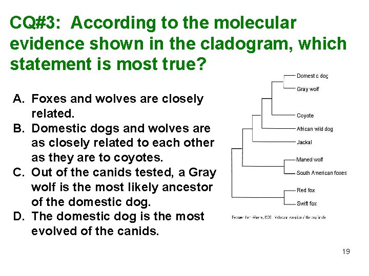 CQ#3: According to the molecular evidence shown in the cladogram, which statement is most