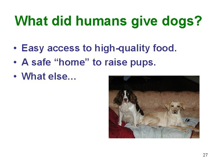 What did humans give dogs? • Easy access to high-quality food. • A safe