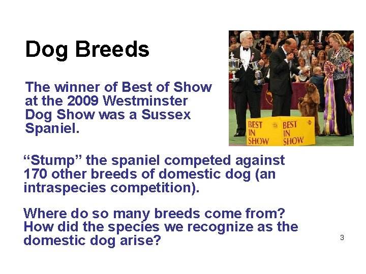 Dog Breeds The winner of Best of Show at the 2009 Westminster Dog Show