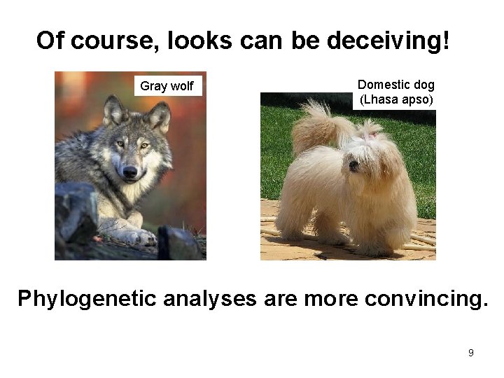 Of course, looks can be deceiving! Gray wolf Domestic dog (Lhasa apso) Phylogenetic analyses