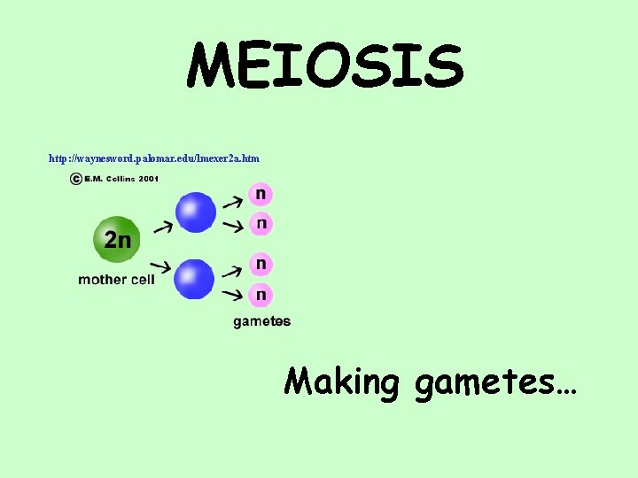 MEIOSIS http: //waynesword. palomar. edu/lmexer 2 a. htm Making gametes… 