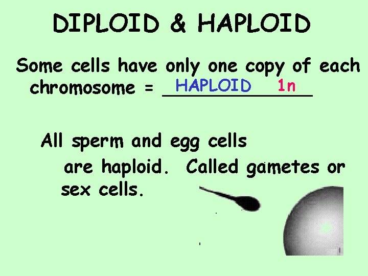 DIPLOID & HAPLOID Some cells have only one copy of each HAPLOID 1 n
