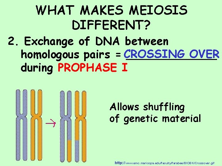WHAT MAKES MEIOSIS DIFFERENT? 2. Exchange of DNA between OVER homologous pairs = CROSSING