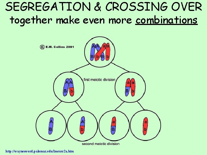 SEGREGATION & CROSSING OVER together make even more combinations http: //waynesword. palomar. edu/lmexer 2