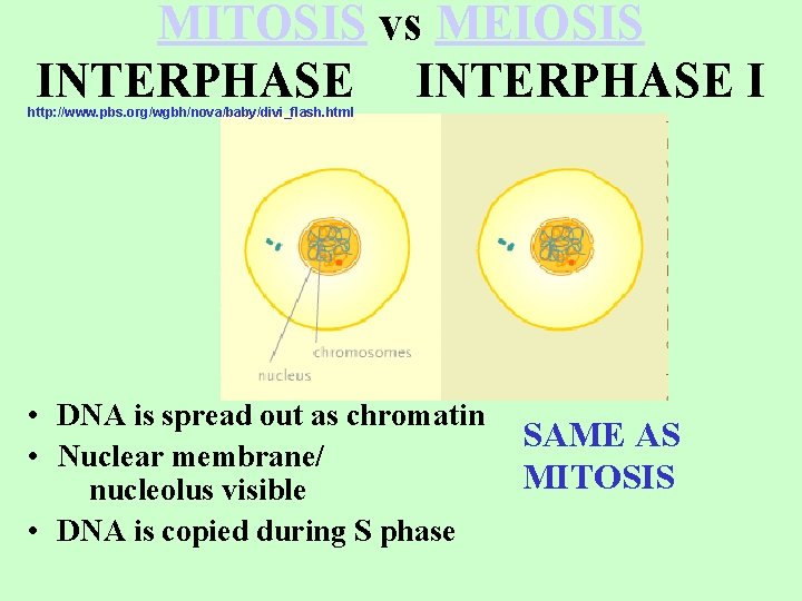 MITOSIS vs MEIOSIS INTERPHASE I http: //www. pbs. org/wgbh/nova/baby/divi_flash. html • DNA is spread