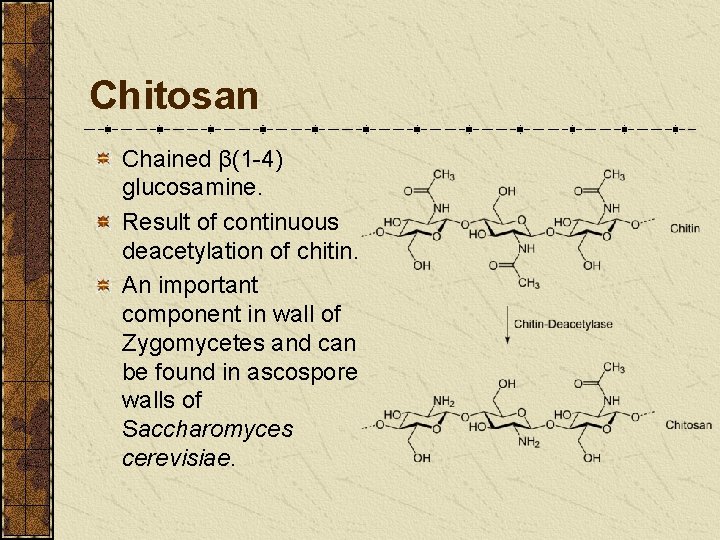 Chitosan Chained β(1 -4) glucosamine. Result of continuous deacetylation of chitin. An important component