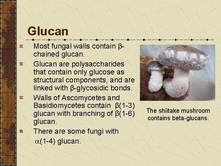 Glucan Most fungal walls contain βchained glucan. Glucan are polysaccharides that contain only glucose