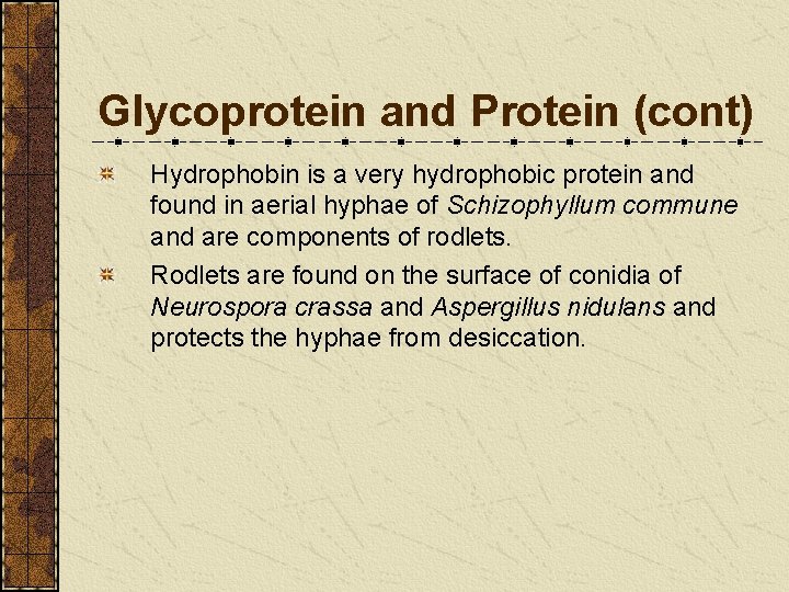 Glycoprotein and Protein (cont) Hydrophobin is a very hydrophobic protein and found in aerial