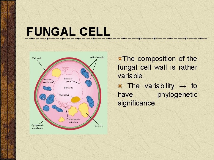 FUNGAL CELL The composition of the fungal cell wall is rather variable. The variability