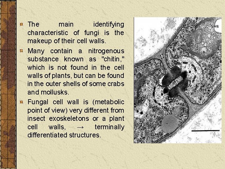The main identifying characteristic of fungi is the makeup of their cell walls. Many